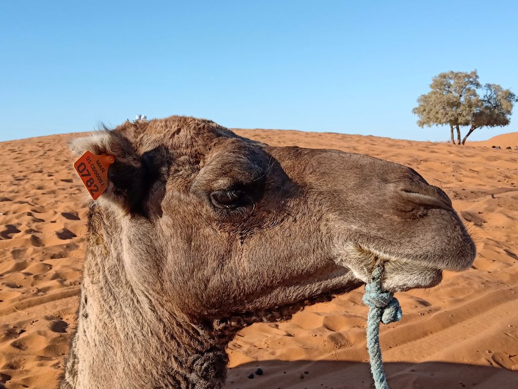 28 38 Erg Chebbi woestijn 2